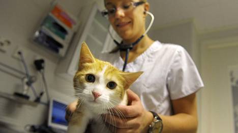 Mimosa-kissa kävi eläinlääkäri Teija Viita-ahon terveystarkastuksessa kissaklinikka Felinassa.