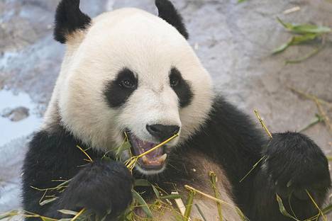 Pyry-panda syömässä.