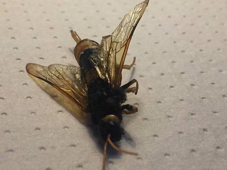Share 23 kuva suomen suurimmat lentävät hyönteiset