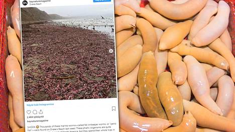 Tuhansia sykkivää penistä muistuttavia olioita on huuhtoutunut rantaan Kaliforniassa.