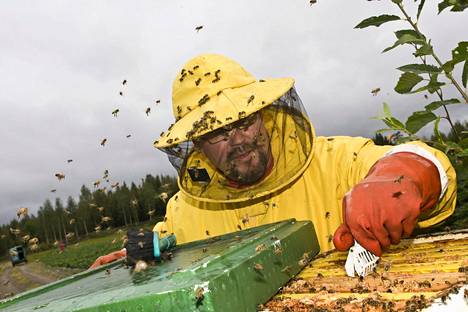 Mehiläis-Jussina tituleerattu Jussi Rossi on altistunut mehiläisen pistoille jo niin useasti, ettei hän voi enää tehdä rakastamaansa työtä.