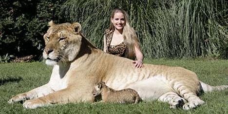 Hercules on maailman suurin kissapeto - Ulkomaat - Ilta-Sanomat