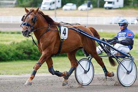 Tuurin Toivo on 10-vuotias ori, jonka palkintosumma on 96125 euroa. Se on voittanut 15 juoksua.