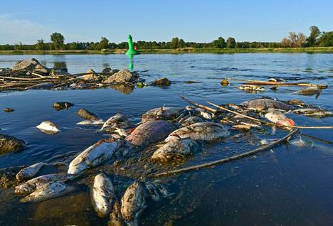 Saksan ja Puolan rajalla kulkevan Oderjoen kalakuolemat huolestuttivat alueella ja ovat askarruttaneet tutkijoita.