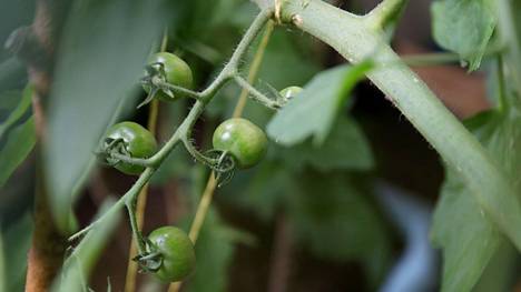 Tomaattia voi kasvattaa myös parvekkeella, kunhan valitsee lajikkeen oikein.