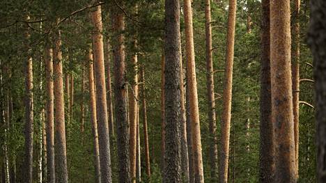 Metsäteollisuuden mukaan taksonomia kasvattaa metsänomistajien hallinnollista taakkaa.