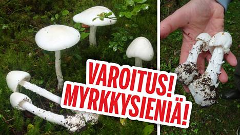 Hengenvaarallisen sienen invaasio tamperelaisessa metsässä tuli  sienikonkarillekin yllätyksenä: ”Ihan älyttömän paljon” - Tampereen seutu -  Ilta-Sanomat