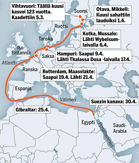 Laukaassa 123 vuotta kasvanut kuusi on päässyt Suezin kanavaan – ahtaasta  väylästä kulkee 8 prosenttia koko maailman merikuljetuksista - Kotimaa -  Ilta-Sanomat