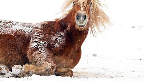 Kuvituskuva. Lumessa leikkivä hevonen ei liity tapaukseen.