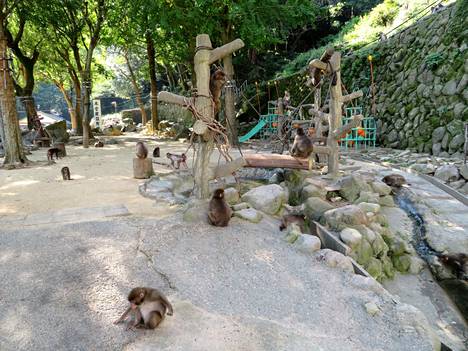 Takasakiyaman eläintieteellinen puisto perustettiin apinoiden suojelualueeksi vuonna 1952.