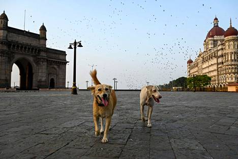 Tiukat koronasulut ovat jälleen tyhjentäneet useiden suurten intialaiskaupunkien kadut. Mumbain maailmankuulujen maamerkkien, Taj Mahal Palace -hotellin sekä Gateway of India -monumentin liepeillä näkyi keskiviikkona vain eläinkunnan edustajia.