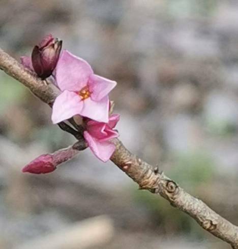 – Näsiä kukkii yleensä huhti-toukokuussa, mutta on jo nyt kukassa, viestittää Saana Mattila, joka otti kuvan omassa pihassaan Aitolahden suunnalla Tampereella.