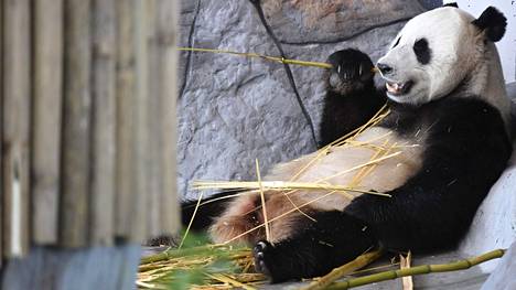 Pyry otti rennosti Ähtäri Zoon Pandatalossa Ähtärissä 17. huhtikuuta 2018.