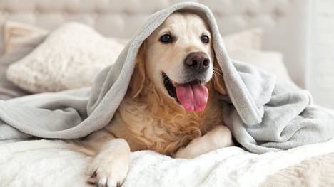 Onko koiran paikka mielestäsi lattialla – vai saako karvakaveri tulla sänkyyn? 