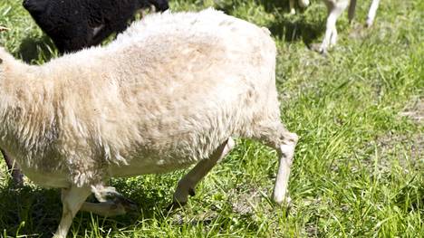 Pahamaineinen lammas tappoi miehen Ranskassa – ”Tunnettu pahantekijä  alueella” - Ulkomaat - Ilta-Sanomat