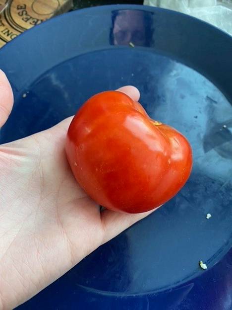 Ulkopuolelta tomaatti oli täysin normaali.