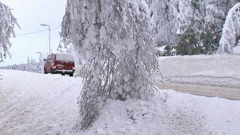 Sekä isommat että pienemmät puut ja oksat saattavat katketa märän lumen painosta.