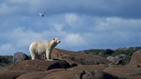Jääkarhujen määrä on vähentynyt dramaattisesti Kanadassa sijaitsevalla Hudsoninlahdella.
