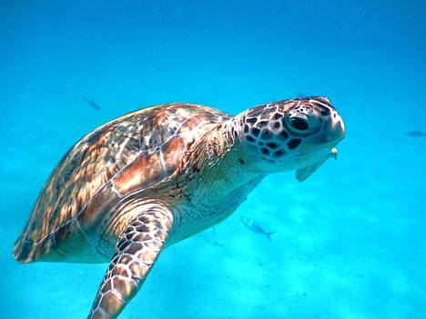 Merikilpikonnat pesivät syrjäisillä hietikoilla. Niitä voi nähdä snorklatessa ja sukeltaessa.