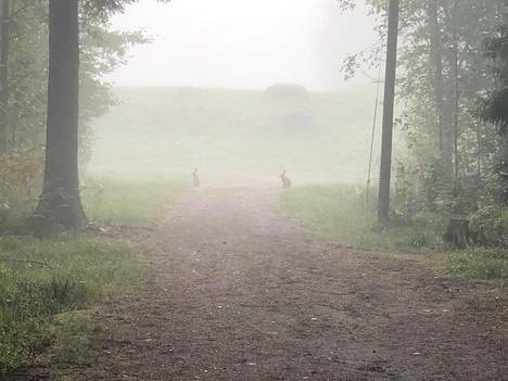 Kaksi jänistä tutkiskeli metsänreunaa sumuisena aamuna Tuusulassa.