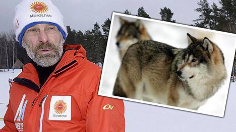 Thomas Wassberg haluaa Ruotsin susikannan pienemmäksi.