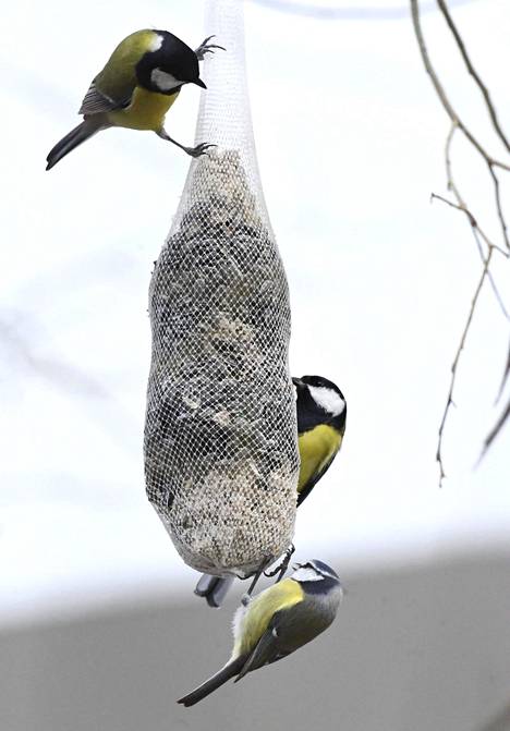 Vaikka lauha talvi on linnuille helpotus, piharuokintaa kannattaa jatkaa kevääseen asti.