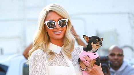 Paris Hiltonin pieni chihuahua on kadonnut Beverly Hillsissä. 