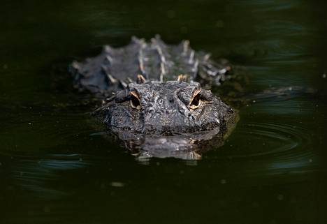 Alligaattori muistuttaa ulkonäöltään lähisukulaistaan krokotiilia.