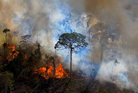Metsäkato on yksi pahimmista haasteista ilmastonlämpenemisen estämiseksi. Varsinkin Amazonin sademetsän tilanne on huolestuttava.