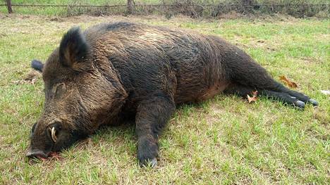 Valtava villisika ammuttiin Texasissa – kuva: ”Viljelysten painajainen”  rötköttää 189-kiloisena nurmikolla - Ulkomaat - Ilta-Sanomat