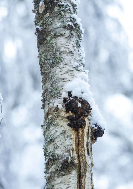 Näin paljon Suomen metsien ”mustasta kullasta” maksetaan - Oma raha -  Ilta-Sanomat