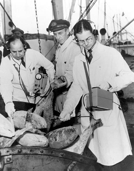 Geiger-mittarilla varustettu virkamies suoritti säteilymittausta tonnikalasta. Merieläinten säteilyarvoja mitattiin Tyynellämerellä vuosina 1954–1960 Yhdysvaltain ydinkokeiden seurauksena.