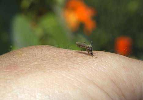 Tulevana kesänä hyttysiä saattaa olla enemmän kuin parina viime vuonna.