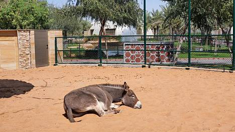 Rescue-aasi aitauksessa kestävän kehityksen kaupunginosassa (Dubai Sustainable City) Dubaissa 11. maaliskuuta 2020. Kaupunginosassa halutaan vaalia asukkaiden luontosuhdetta. Kaikki aasit ovat pelastettuja löytöeläimiä ja niiden seurana on kanoja, lampaita ja hevosia.