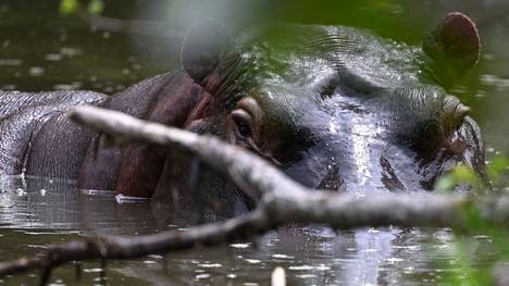 Virtahepo (Hippopotamus amphibius) on suurikokoinen Afrikassa elävä nisäkäslaji. Ne tappavat Afrikassa vuosittain enemmän ihmisiä kuin mikään muu nisäkäs.