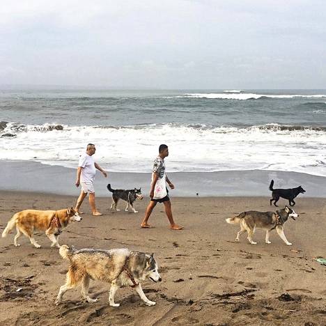 Balin koirat! Niitä on joka paikassa. Kujilla vahtimassa omistajiensa omaisuutta, rannoilla hengaamassa muiden koirien kanssa.