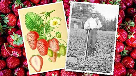Suonenjoen mansikka täyttää 100 vuotta. Olavi Leskinen istutti ensimmäiset taimensa kesällä 1916.