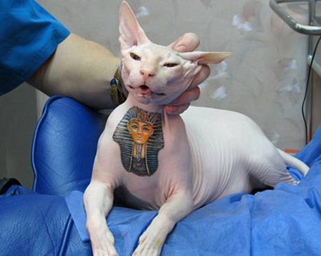 Karvaton kissa sai tatuoinnin nahkaansa - katso kuva! - Ulkomaat -  Ilta-Sanomat
