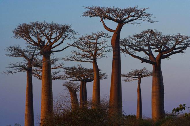 Madagaskarin apinanleipäpuumetsät ovat kuuluisia.
