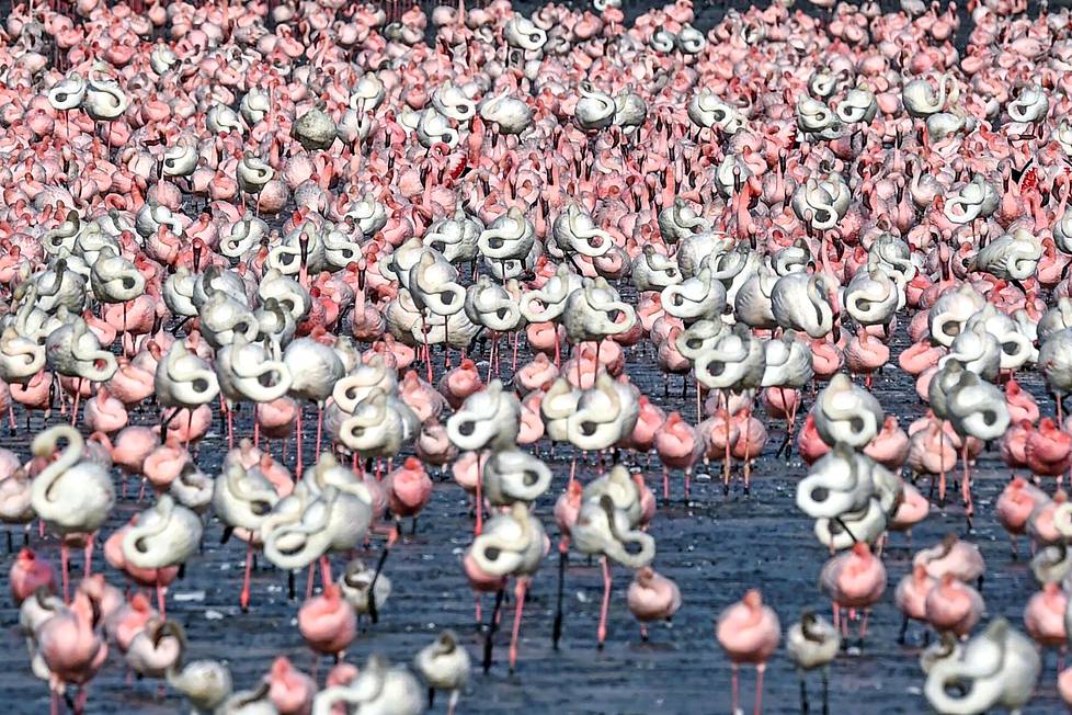 Ollaan vaan ja hengaillaan. Flamingot seisoskelivat lammessa Intian Mumbaissa.
