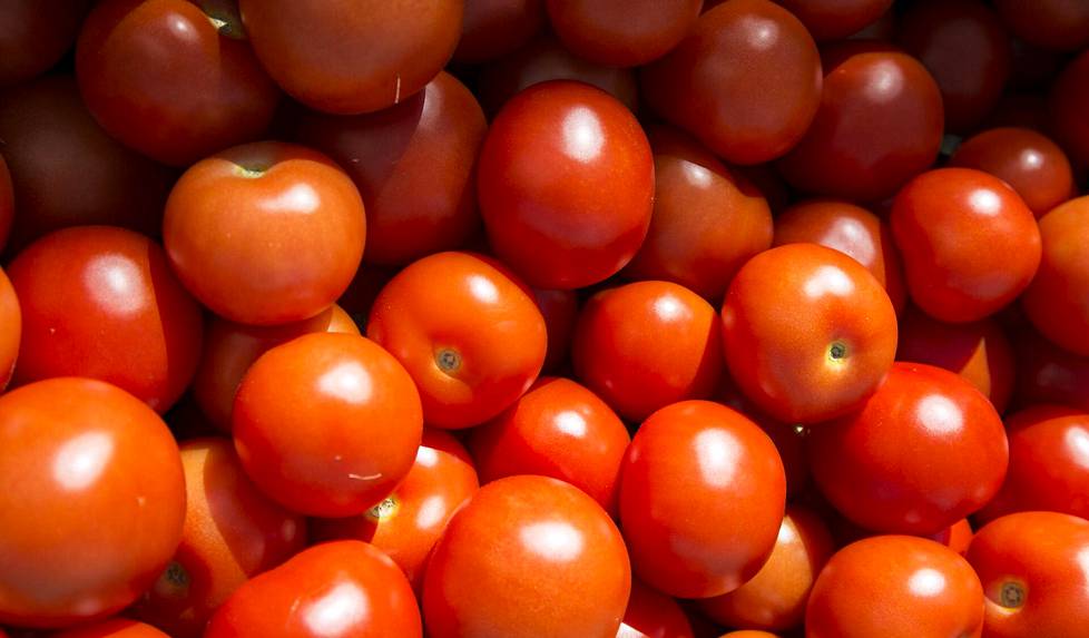 Tutkimuksen mukaan peräti 49 prosenttia suomalaisista säilyttää tomaattinsa ja kurkkunsa jääkaapissa.