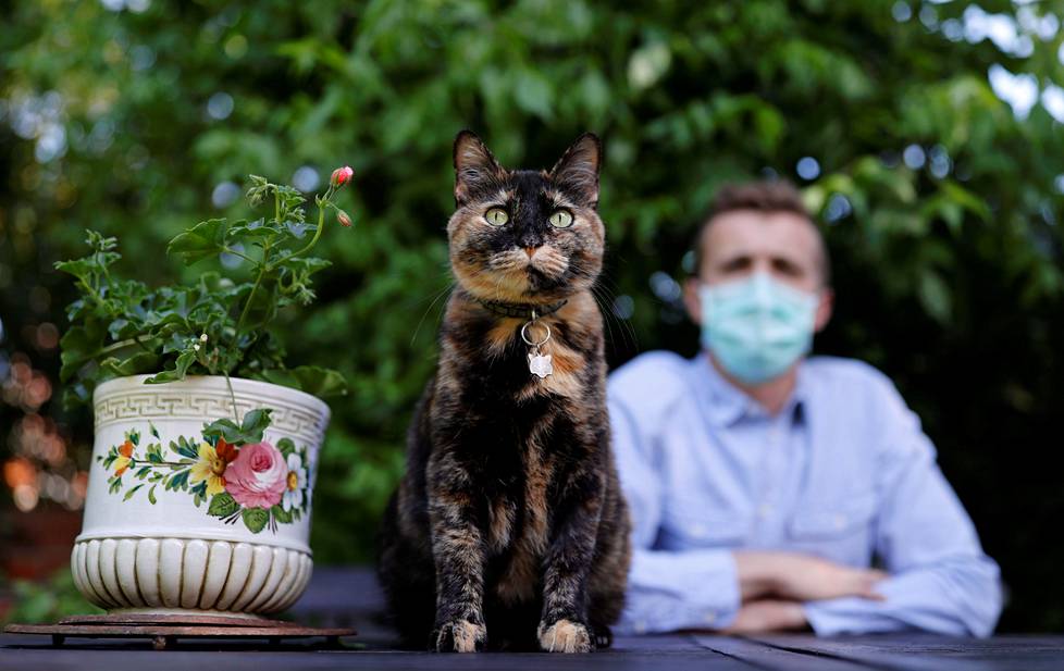 Potilas papille. Ranskalaiskissa Papille on maan ensimmäinen lemmikkieläin, jonka uskotaan saaneen koronatartunnan. Kissa on nyt omistajansa mukaan parantunut.