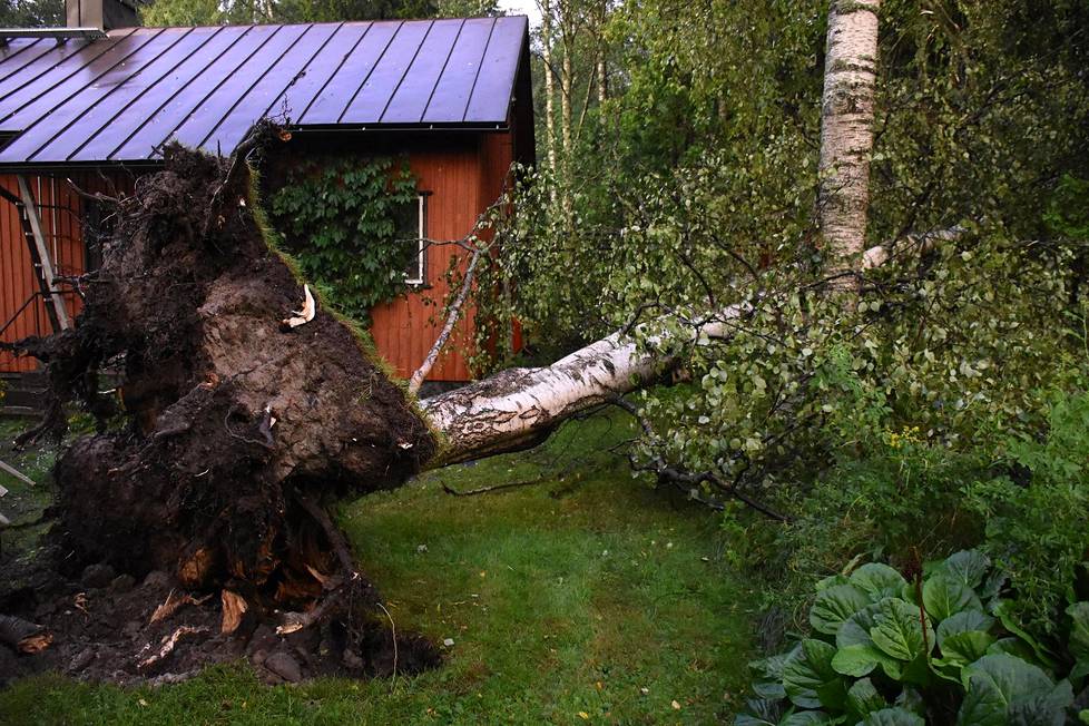 Pirkkolassa tuulenpuuska repi koivun juurineen maasta ja kaatoi sen talon viereen.