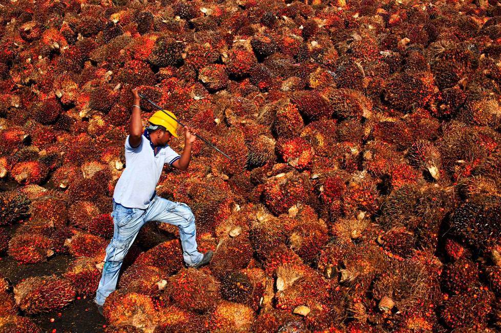 Työntekijä kerää palmuöljyn hedelmiä palmuöljytehtaalla lähellä Kuala Lumpuria. 