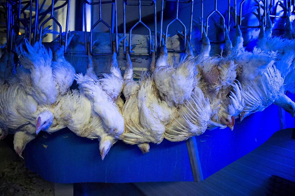 Tainnutusta kanat odottavat päät alaspäin sinisessä UV-valossa.