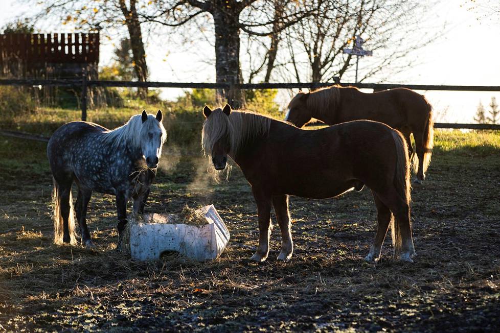 Hevoset nauttivat aamupalastaan lokakuussa Lehtimäellä.