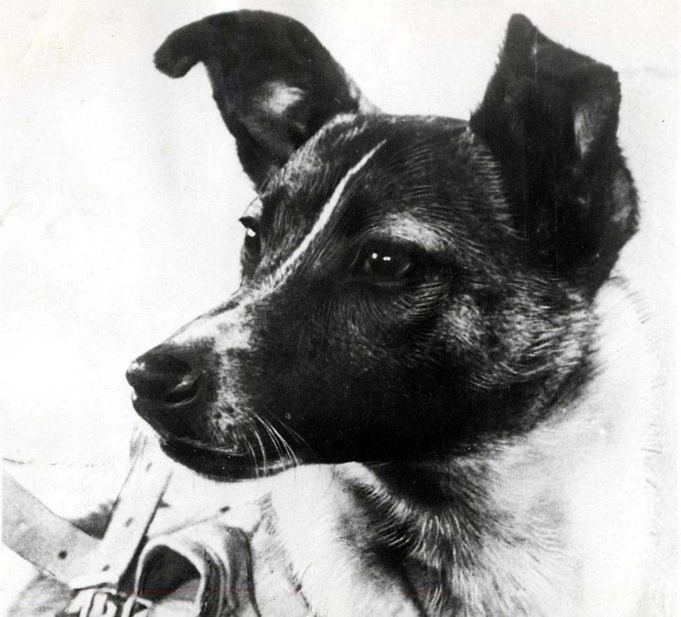 Laika (n. 1954-57) oli moskovalainen kulkukoira. Nimen voi kääntää vaikka ”Haukuksi”. Laika oli ensimmäinen avaruudessa käynyt koira. Se jäi iäksi kiertämään avaruuteen, sillä Neuvostoliitto ei vielä osannut palauttaa alusta maan pinnalle.