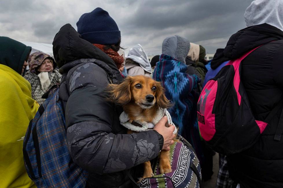 Medykan raja-aseman kautta kulki Ukrainasta Puolaan keväällä 1?500 pakolaista joka tunti. Kukaan ei pitänyt kirjaa lemmikkien määrästä, mutta suuri sekin oli. Eläinrakkaat ukrainalaiset eivät vähällä jättäneet lemmikkejään sodan jalkoihin.