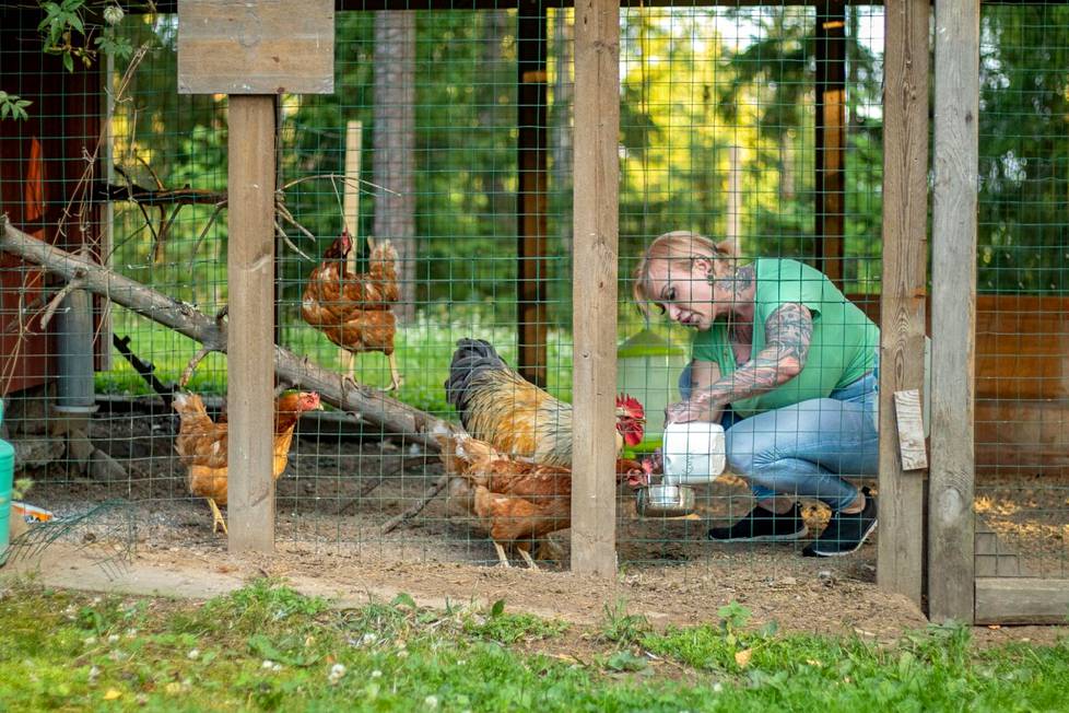 Kanat ja kukko vaativat säännöllistä ja hyvää huolenpitoa, kuten ruokintaa ja kanalan siivousta. Kanalasta saa tuoreita munia aamiaispöytään viikoittain.