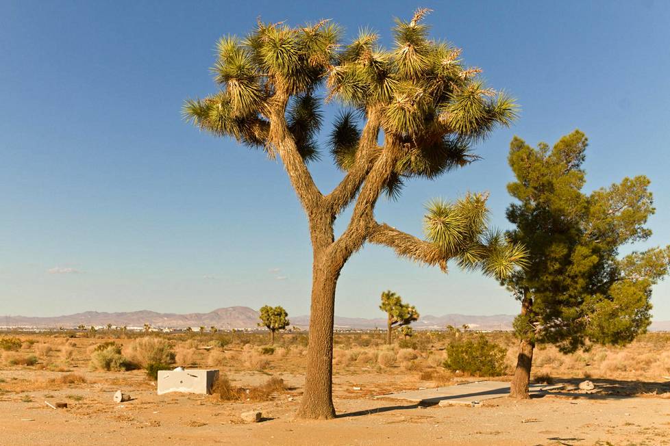 Mojave on kuuluisa joosuanpuistaan.
